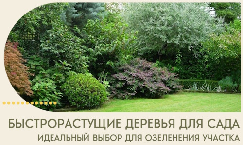 Быстрорастущие деревья для сада идеальный выбор в Лесне
