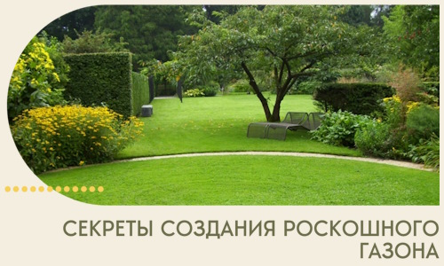 Секреты создания роскошного газона в Лесне